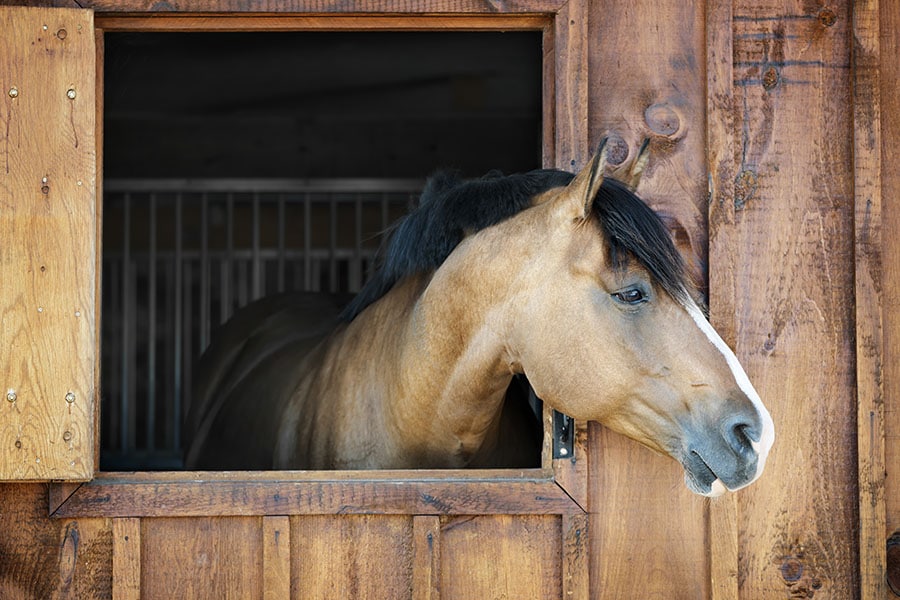 comprehensive-guide-to-the-best-horse-stall-bedding-canapaoro