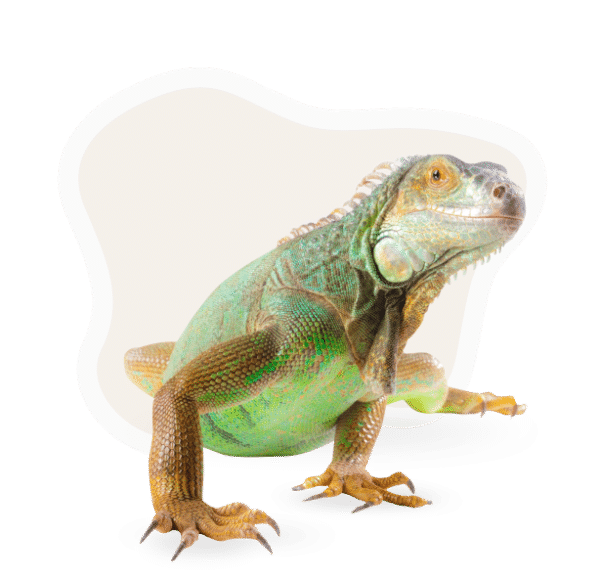 Reptiles Bedding | Bedding for Reptiles | CanapaOro Bedding