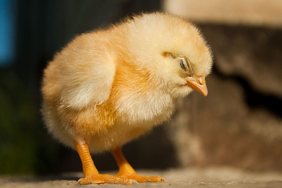 what-is-the-best-bedding-for-chickens-canapaoro-bedding